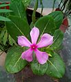 Catharanthus Periwinkle