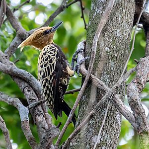 Celeus ochraceus - Ochre-backed Woodpecker (female); Arari; Maranhão, Brazil.jpg