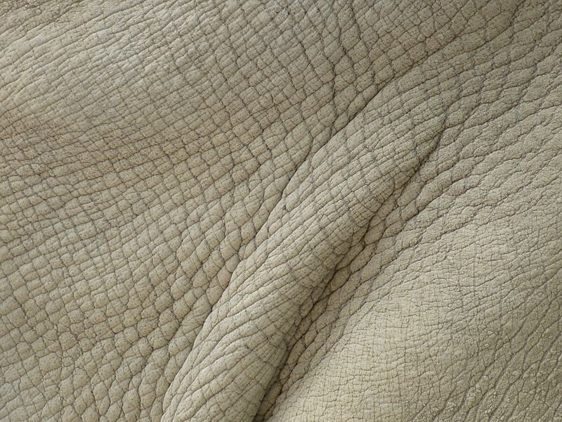 Ceratotherium simum-skin-Lisbon 09