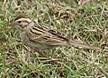 Clay-colored Sparrow Tex