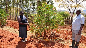 Climate smart agriculture in Machakos county (15453997230)