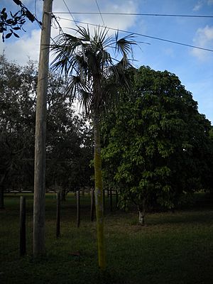 Coccothrinax argentata in residential area