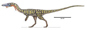 Coelophysis Jeff Martz