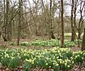 Daffodils in Ambarrow Court - geograph.org.uk - 709473