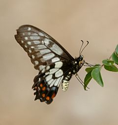 Dainty swallowtail kobble07.jpg