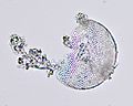 Diatomaceous earth closeup 2001-10-18