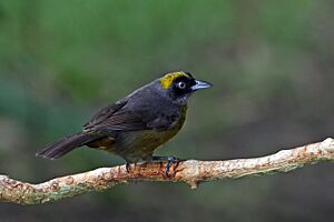 Dusky-faced tanager (Mitrospingus cassinii cassinii).jpg