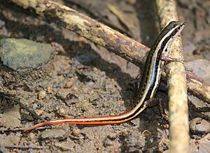 Dussumier's forest skink at Kanjirappally, Kerala (2)