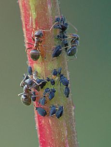 Epilobium tetragonum with Aphis fabae and ants, kantige basterdwederik zwarte bonenluis met mieren