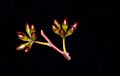 Eucalyptus effusa buds