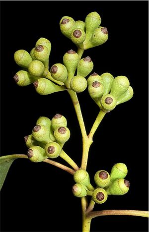 Eucalyptus lucasii buds