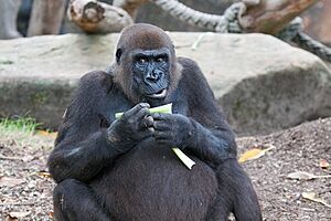 Female Gorilla at Taronga Zoo (6762961515)