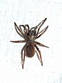 Female Sydney brown trapdoor spider