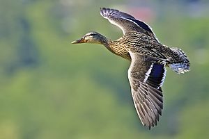 Female mallard flight - natures pics