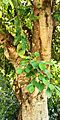 Ficus microcarpa – Stem with leaves