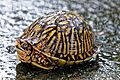Florida Box Turtle, Glynn County, GA, US