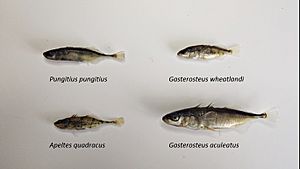 Four species of stickleback (Gasterosteidae)