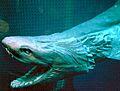 Frilled shark head2
