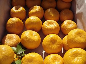 Fruits os Mediterranean mandarin 