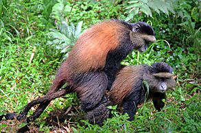 Golden monkeys (Cercopithecus kandti) mating