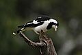 Grallina cyanoleuca -Braeside Park, Melbourne, Victoria, Australia -female-8