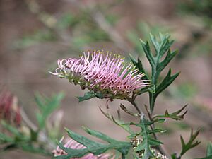 Grevillea 'Copper Rocket'