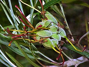 Grevillea banksii0