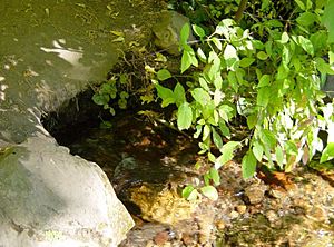 Headwaters of the Sacramento River-spring-750px