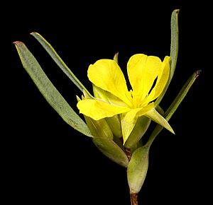 Hibbertia subvaginata - Flickr - Kevin Thiele (1).jpg
