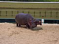 Hippos zoo granby 2006-07