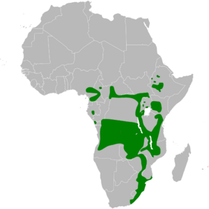 Iduna natalensis distribution map.png