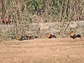 Junglefowl, Sukhna wildlife sanctuary, Chandigarh, India