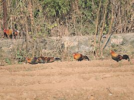 Junglefowl, Sukhna wildlife sanctuary, Chandigarh, India