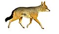 La vita degli animali descrizione generale del regno animale di A. E. Brehm Mammiferi (1872) Canis aureus naria mod