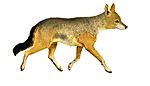 La vita degli animali descrizione generale del regno animale di A. E. Brehm Mammiferi (1872) Canis aureus naria mod.jpg