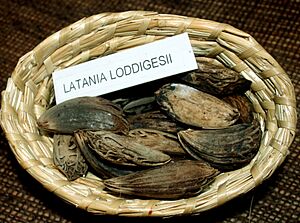 Latania loddigesii seeds