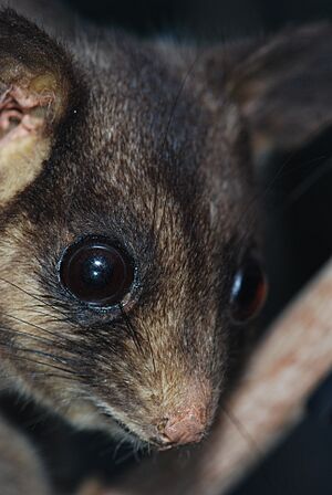 Leadbeater's Possum 01 Pengo