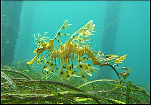 Leafy Sea Dragon SA