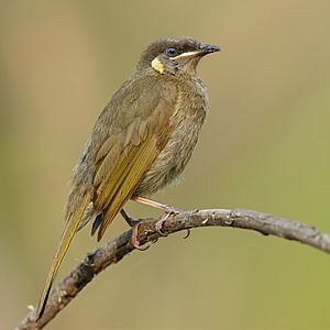 Lewin's honeyeater Facts for Kids