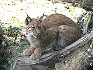 Lynx.lynx-ZOO.Olomouc1