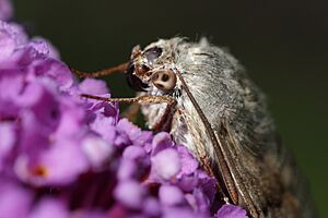 Macroglossum stellatarum - Schönbrunn