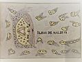 Maldivas xvi