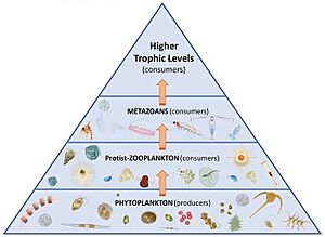 Marine traditional food web
