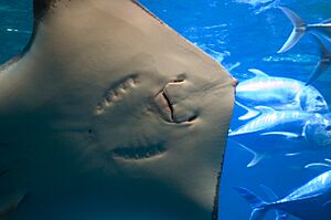 Maui stingray3