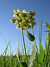 Mead's Milkweed (Asclepias meadii) - Flickr - Jay Sturner