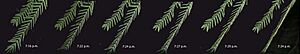 Mesquite-leaves-fold