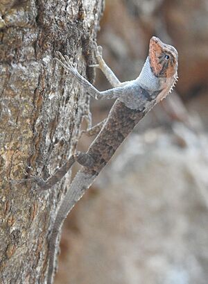 Monilesaurus rouxii from Ezhimala, Kannur by Manoj Karingamadathil.jpg