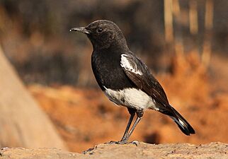 Mountain wheatear or mountain chat - male, Oenanthe monticola, at Suikerbosrand Nature Reserve, Gauteng, South Africa (14812373601)