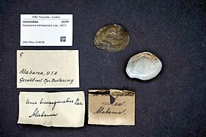 Naturalis Biodiversity Center - ZMA.MOLL.418038 - Epioblasma biemarginata (Lea, 1857) - Unionidae - Mollusc shell
