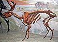 Navahoceros fricki